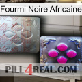 African Black Ant 38